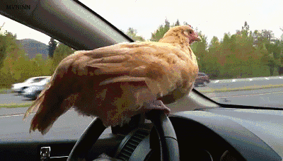 파일:한국 정치상황.gif