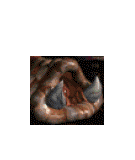 파일:뮤탈리스크 얼굴.gif