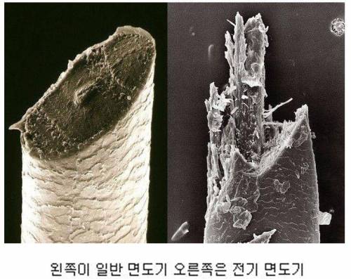파일:날면도기와전기면도기수염단면.jpg