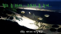 파일:암피우마5.gif
