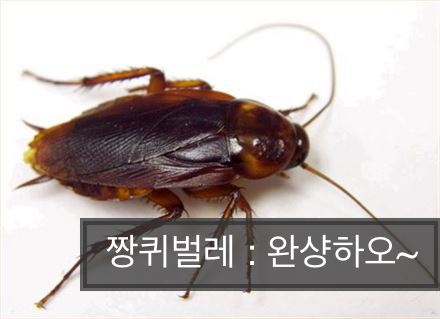 파일:中国虫 "晚上好".jpeg