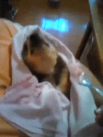 파일:아가리벌려 밥들어간다.gif