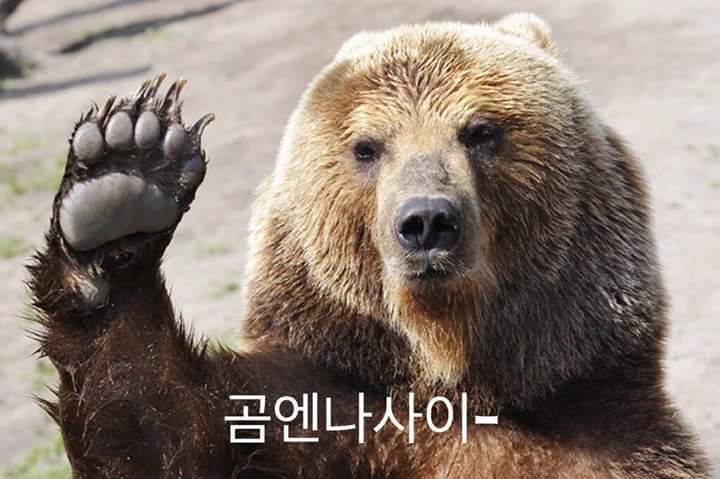 파일:곰엔나사이.jpg