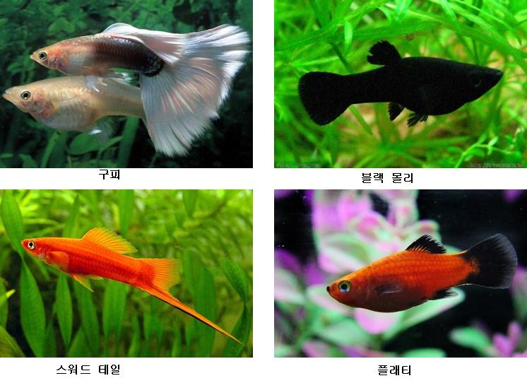 파일:난태생4인방.jpg