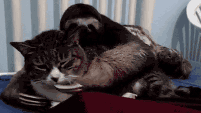 파일:암살자 나무늘보.gif