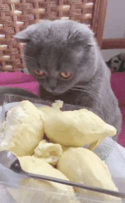 파일:두리안을 본 고양이.gif