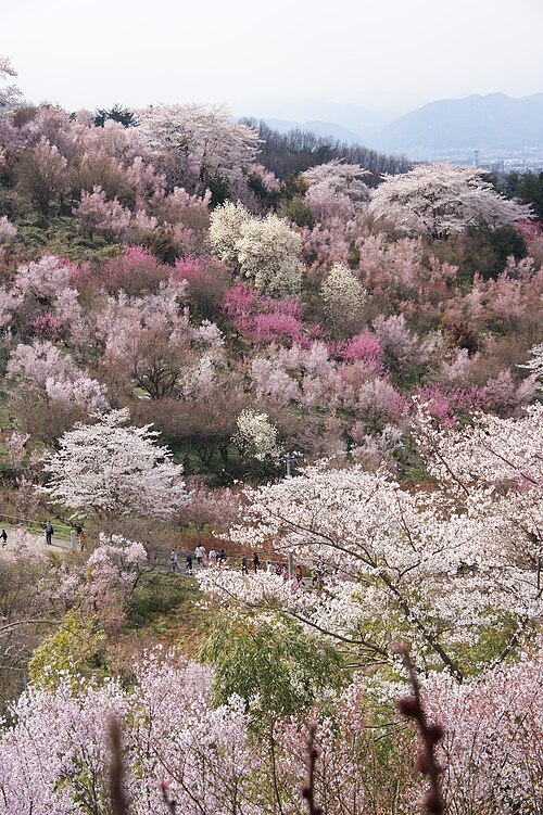 파일:20100418花見山百花繚乱.jpg