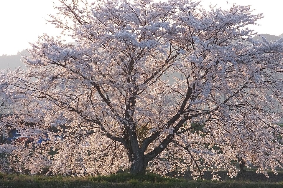 파일:2020-04-07 Prunus × yedoensis Tambasasayama,Hyogo(丹波篠山市篠山川のソメイヨシノ)DSCF2986☆彡.jpg