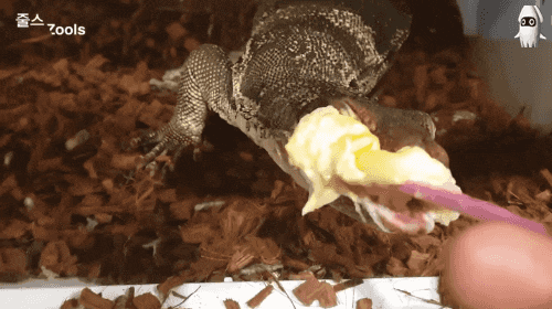 파일:두리안 먹은 도마뱀.gif