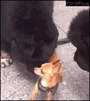 파일:나는 떳떳하다 마음껏 조사해봐라1.gif