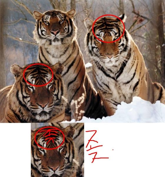 파일:호랑이77.jpg