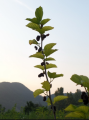 2026년 1월 5일 (월) 19:23 판의 섬네일