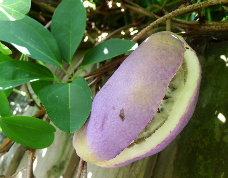 파일:Chocolate Vine, Akebia quinata fruit (36368946404).jpg