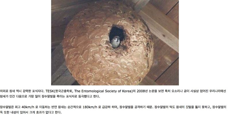 파일:말벌 슬레이어 참새.jpg