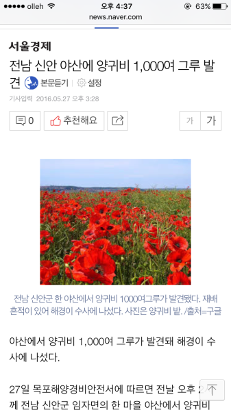 파일:양귀비 천그루.png