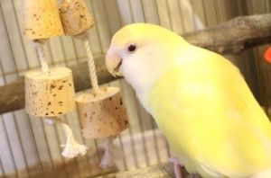 Bird1.jpg