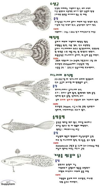 파일:구피질병.jpg