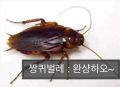 2026년 1월 5일 (월) 19:07 판의 섬네일