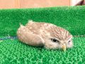 2026년 1월 5일 (월) 19:08 판의 섬네일