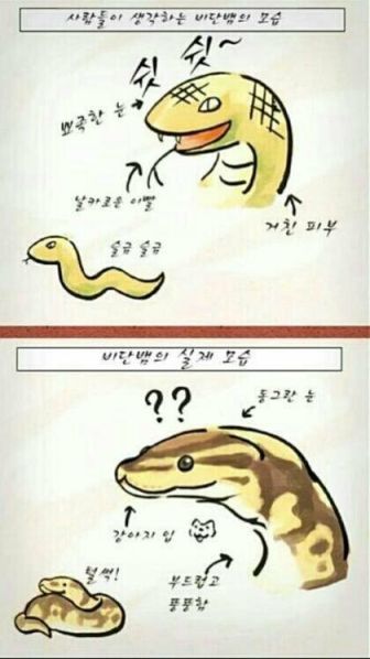 파일:파이톤인식.jpg