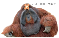 2026년 1월 5일 (월) 19:14 판의 섬네일